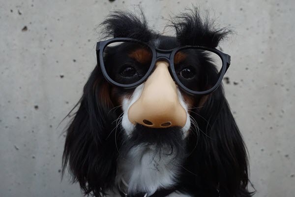 Dog in fake nose and glasses